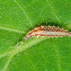 Chrysoperla carnea