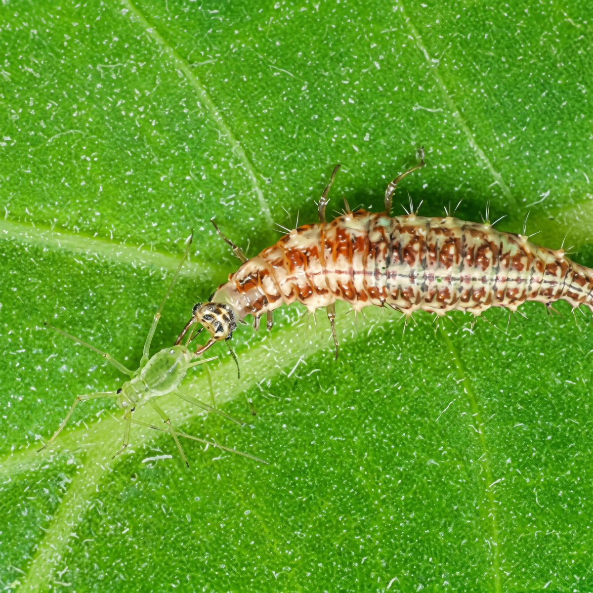 Chrysoperla carnea