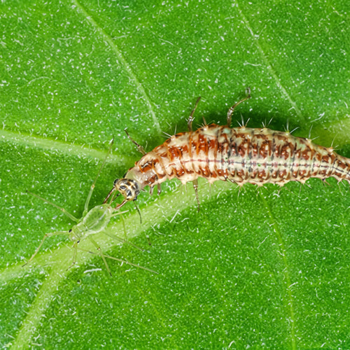 Chrysoperla carnea
