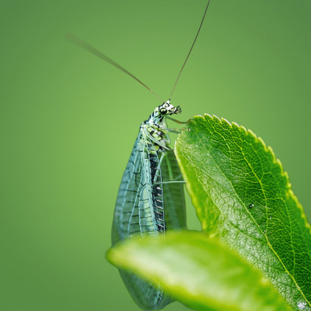Chrysoperla carnea