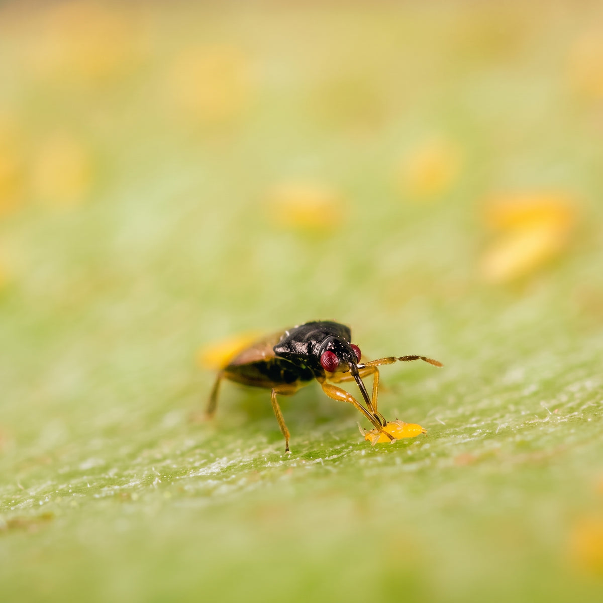 Orius laevigatus
