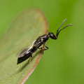 Esfalangia