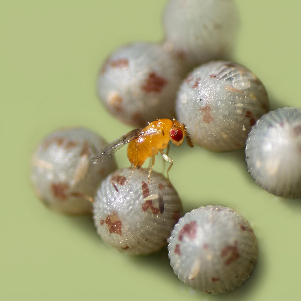 Trichogramma atopovirilia